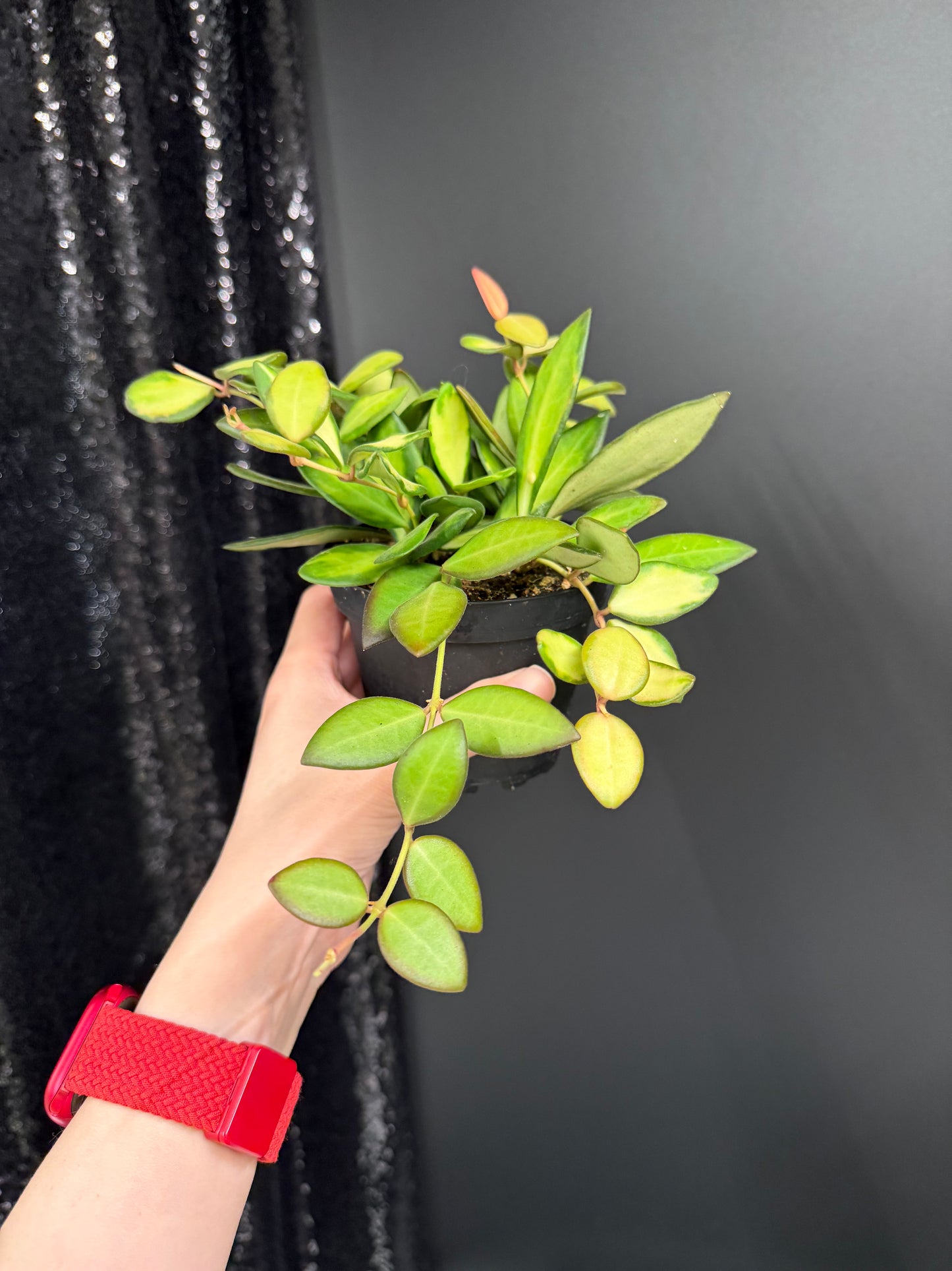 Bushy Variegated Hoya DS70, Hoya Burtoniae Variegata