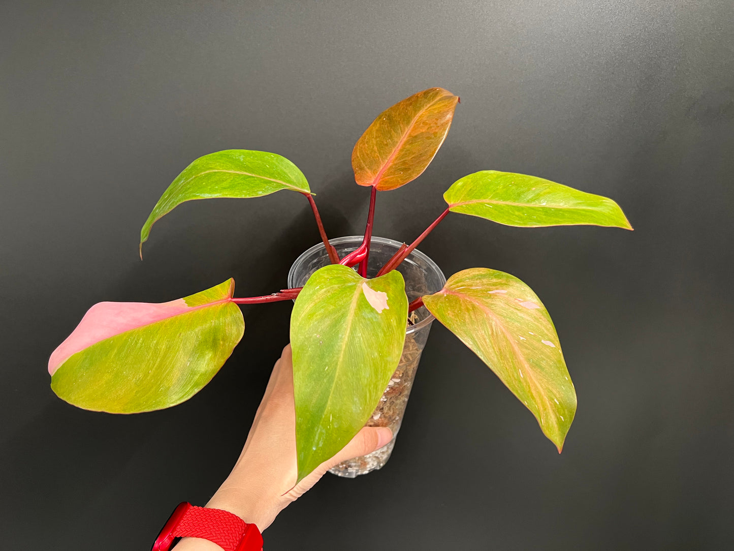 Philodendron Persimmon Princess