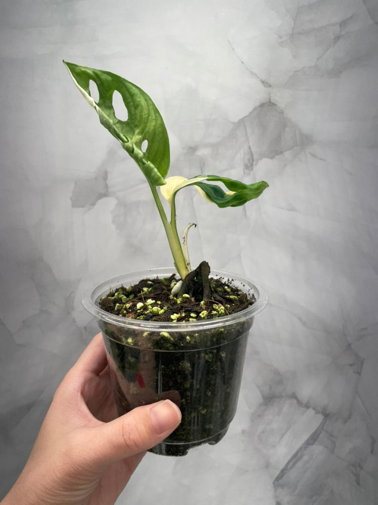 Variegated Monstera Adansonii Albo Rooted Plant with 2 Grow Points