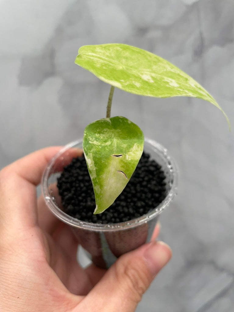 Variegated Alocasia Longiloba Albo Little Pup in 3 oz Cup