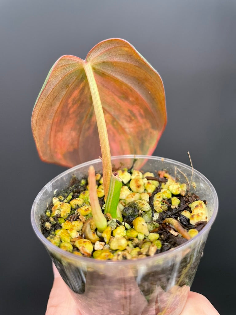 Variegated Aurea/Pink Philodendron Micans