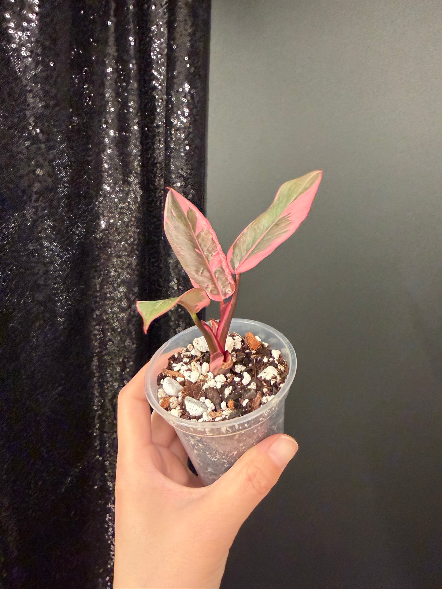 Philodendron Pink Princess Mutation