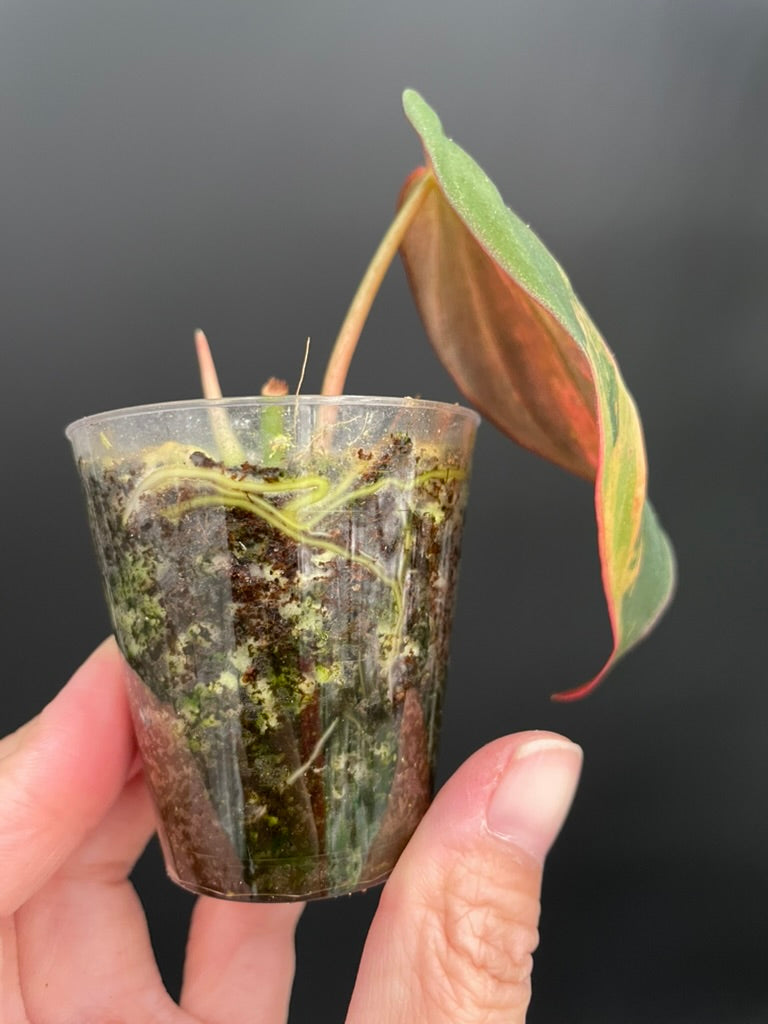 Variegated Aurea/Pink Philodendron Micans