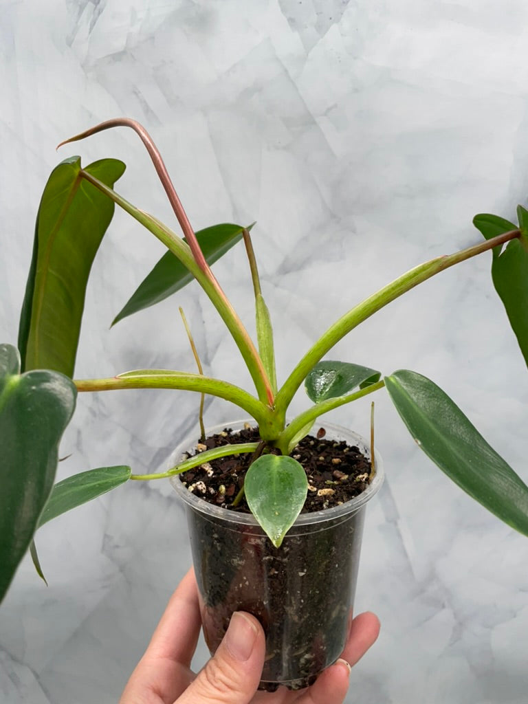 Philodendron Spiritus Sancti, Exact Plant
