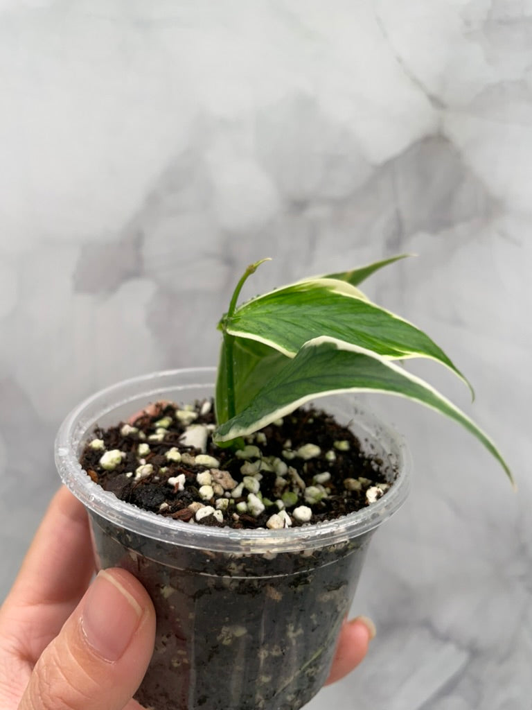 Hoya Polyneura Albo Variegated Rooted Cutting, Outer Variegated