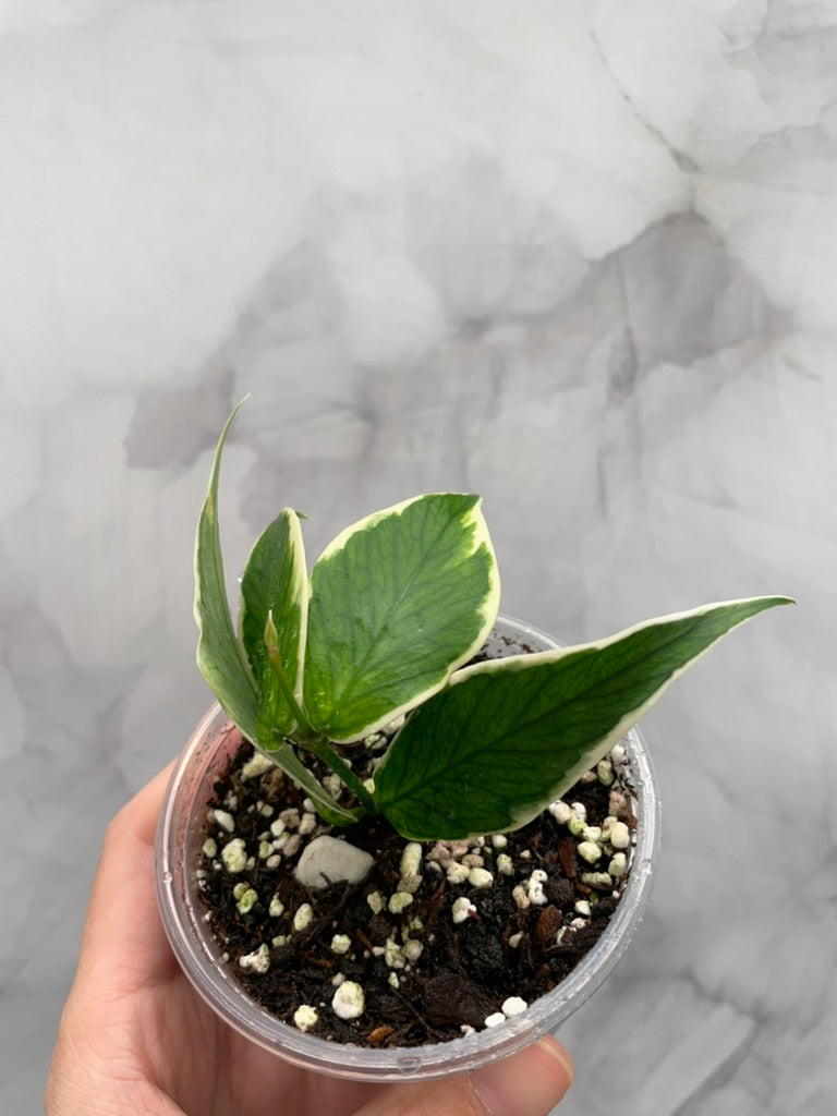 Hoya Polyneura Albo Variegated Rooted Cutting, Outer Variegated