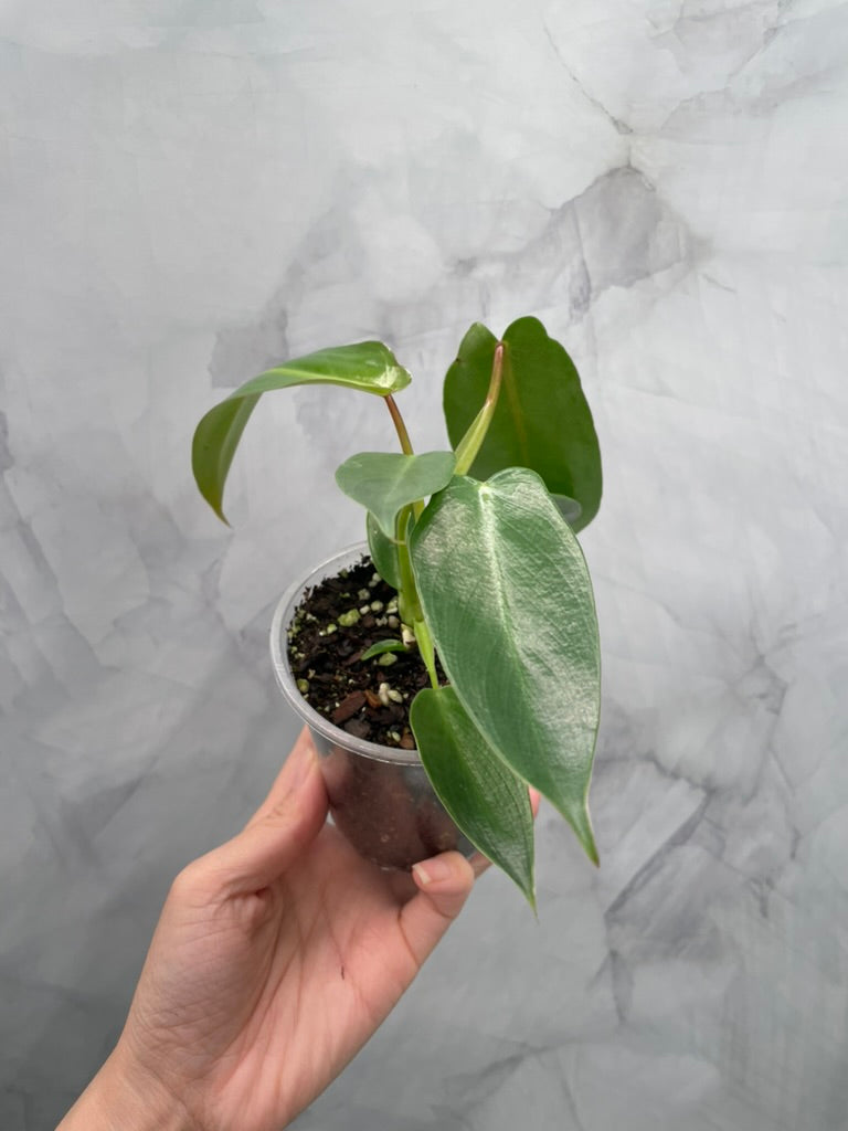 Philodendron Spiritus Sancti in 4" Pot