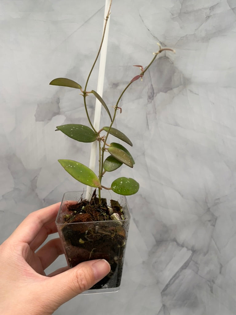 Hoya Sigilatis Alas River Well Rooted Plant