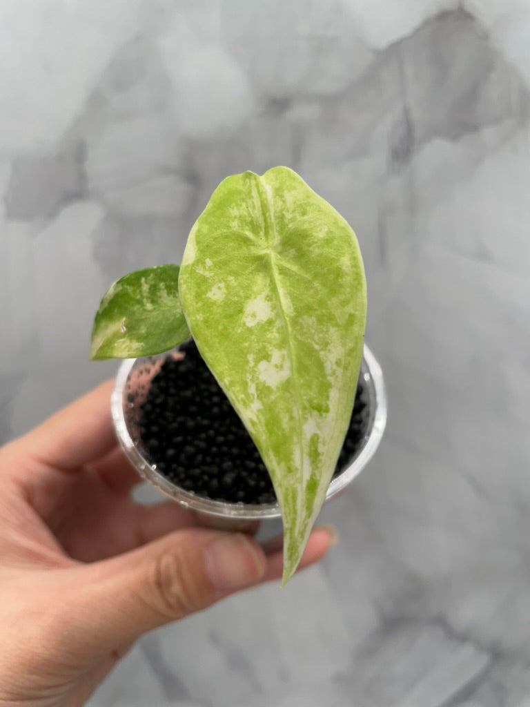 Variegated Alocasia Longiloba Albo Little Pup in 3 oz Cup