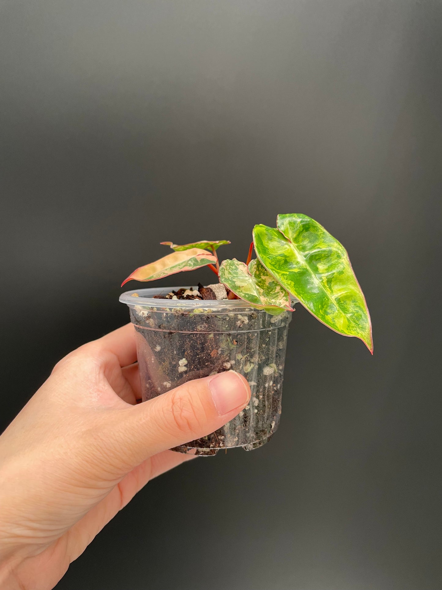 Philodendron billietiae variegated, Exact Plant 3" Pot