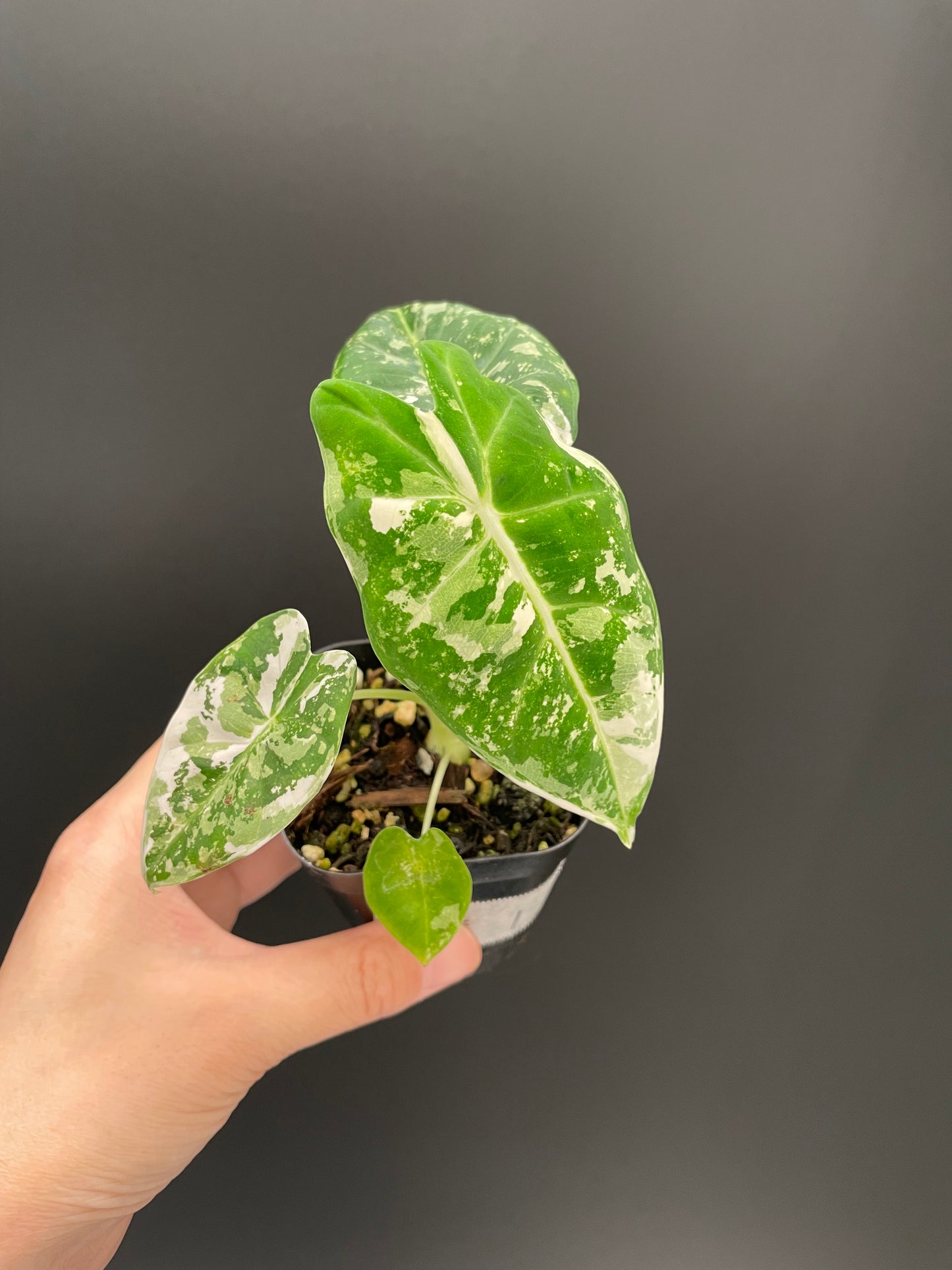 Alocasia Frydek Variegated in 2.6" Pot Exact Plant