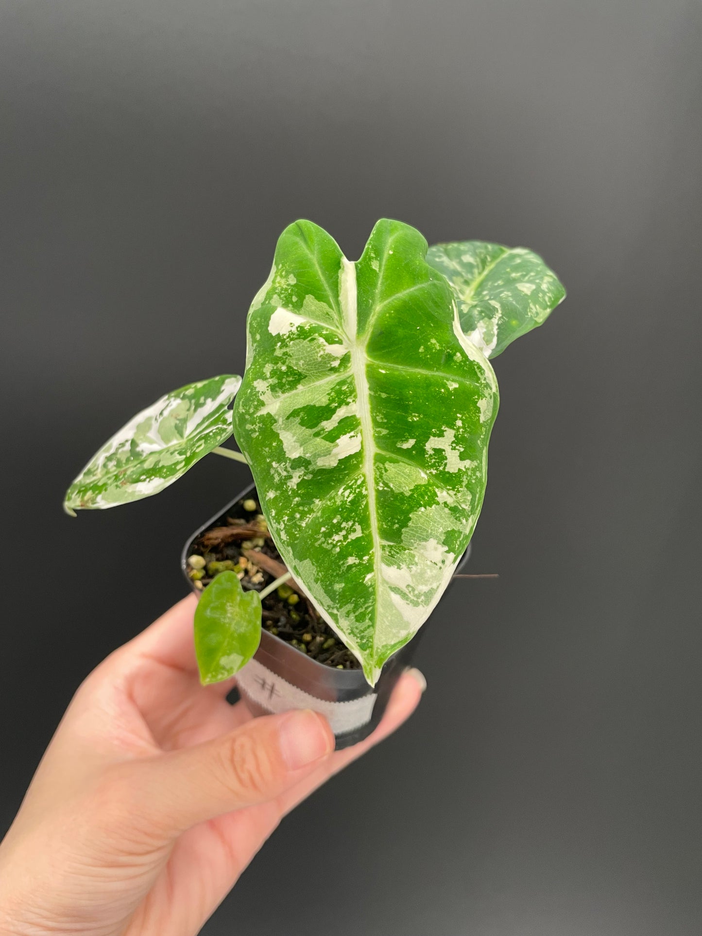 Alocasia Frydek Variegated in 2.6" Pot Exact Plant