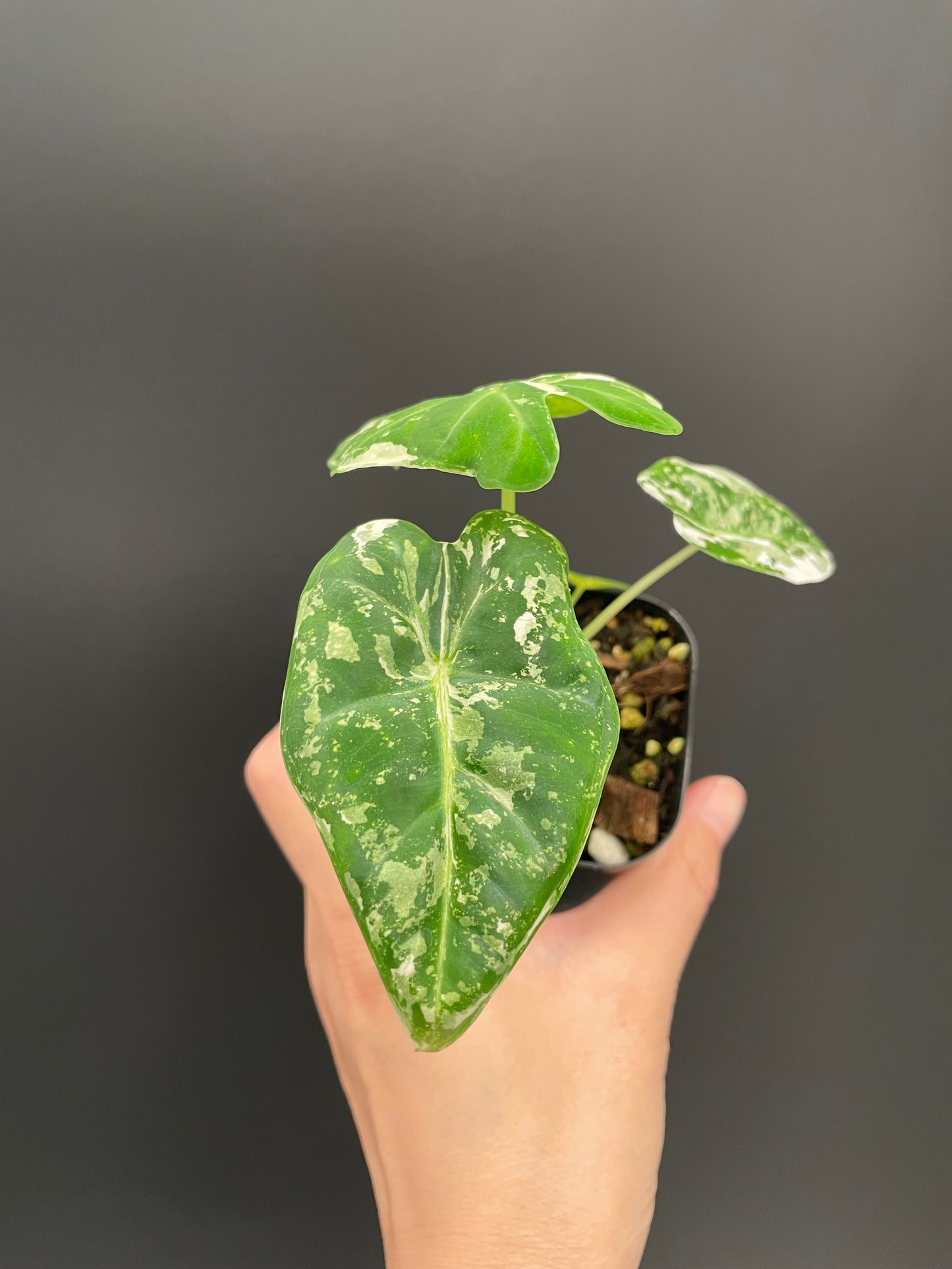 Alocasia Frydek Variegated in 2.6" Pot Exact Plant