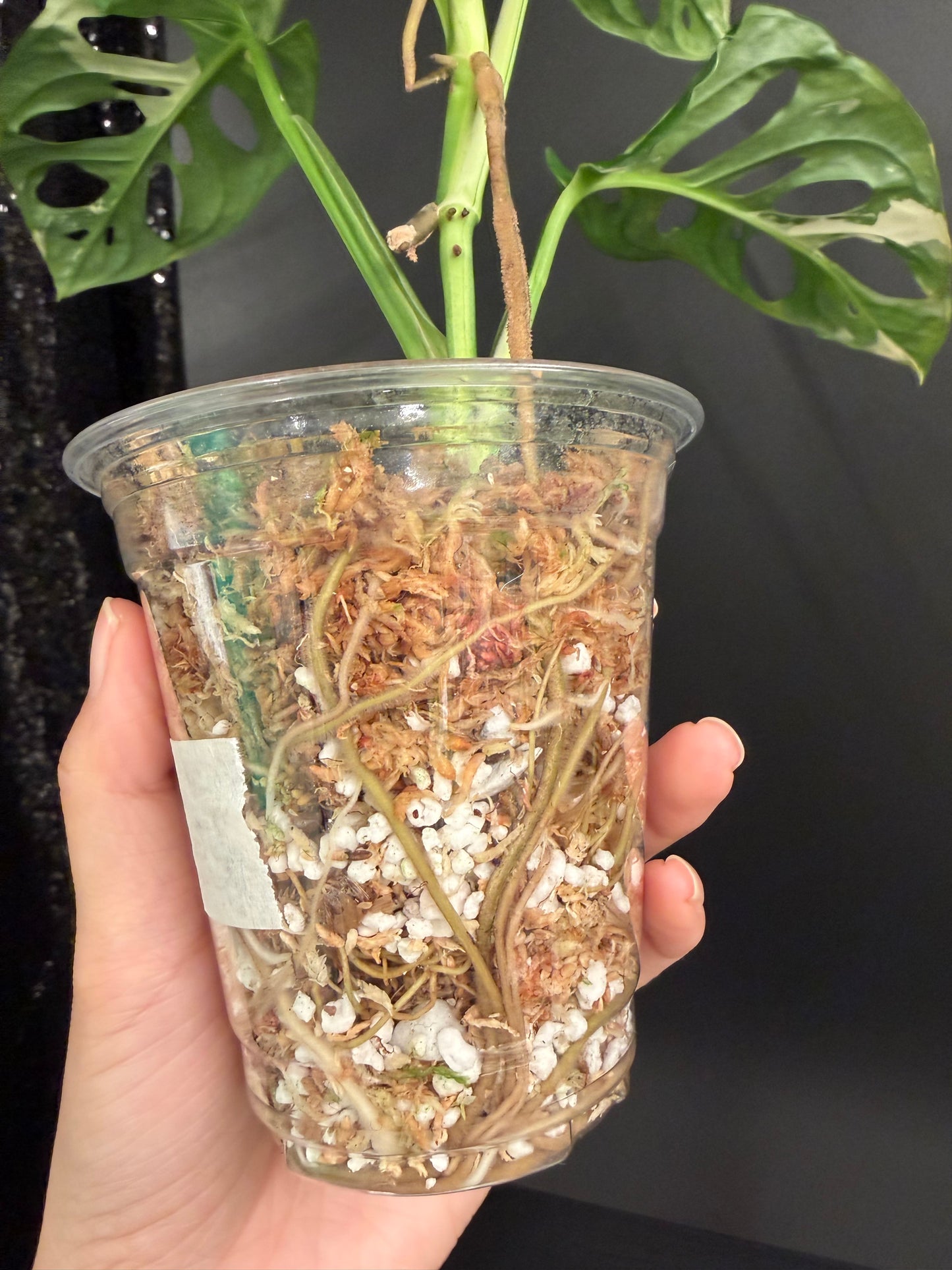 Monstera Adansonii Albo