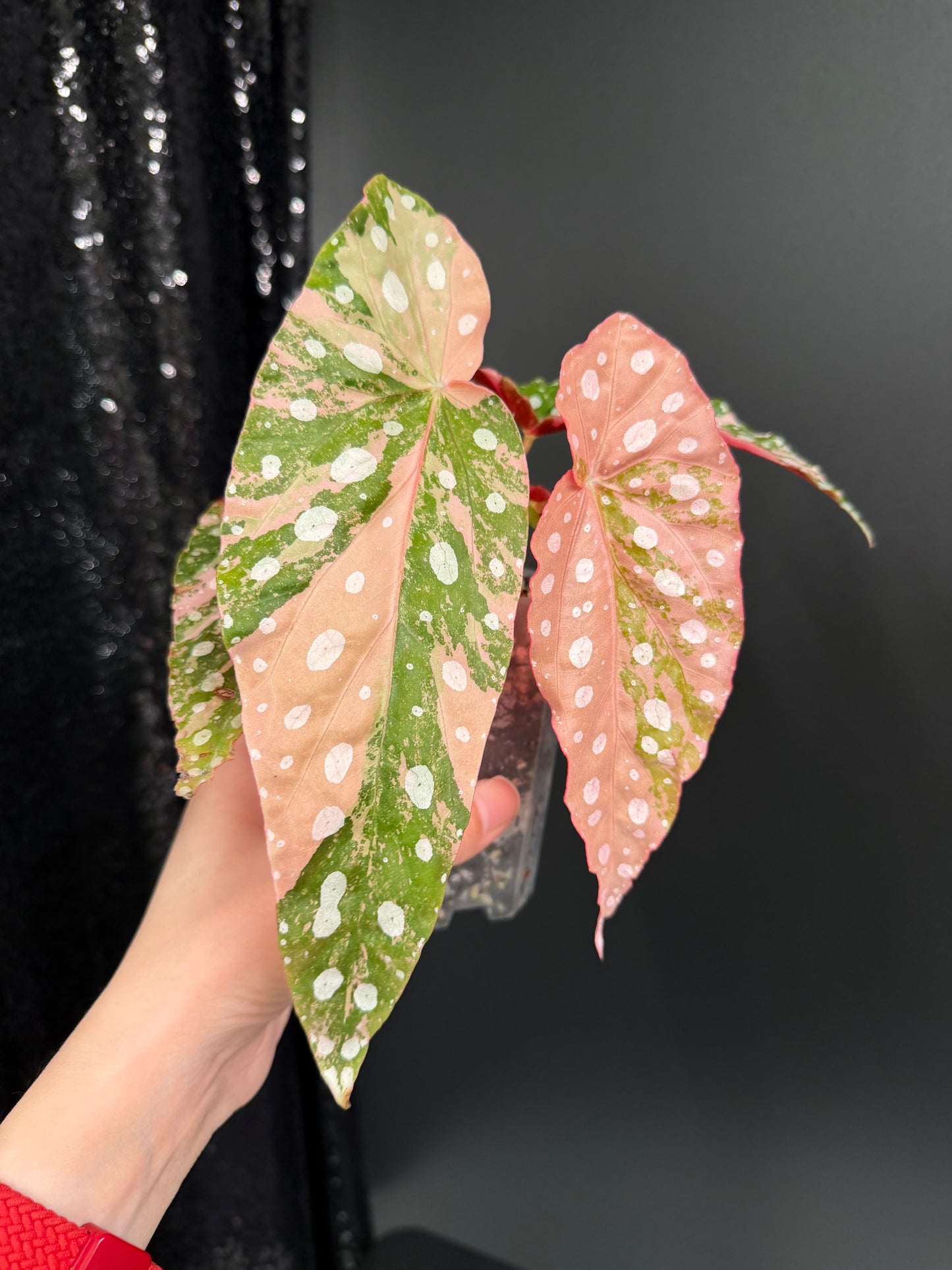 Begonia Pink Maculata Variegated