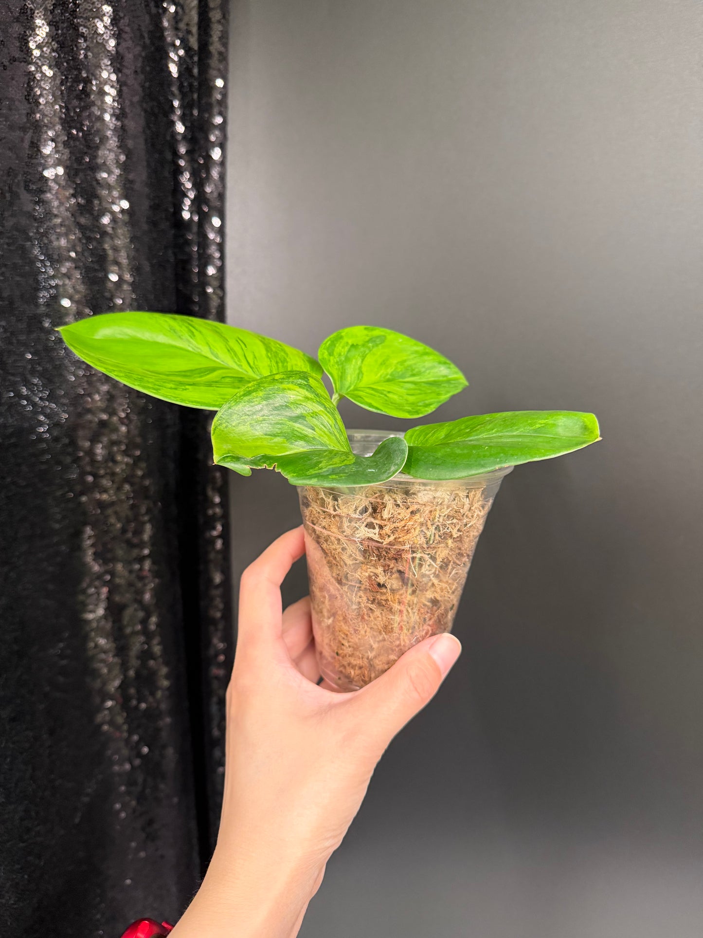 Scindapsus Ggreen on Green Variegated