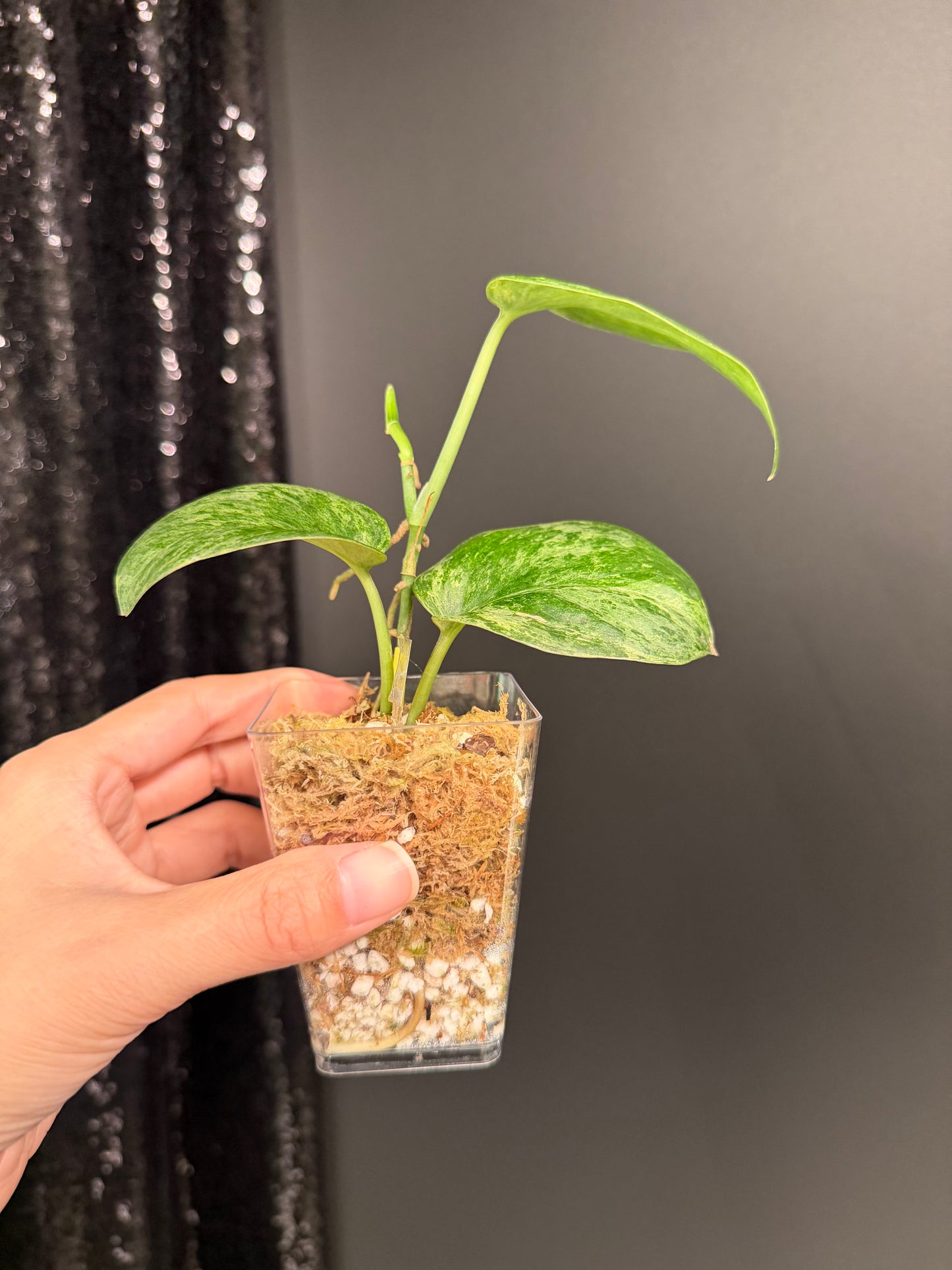 Scindapsus Black Dargon