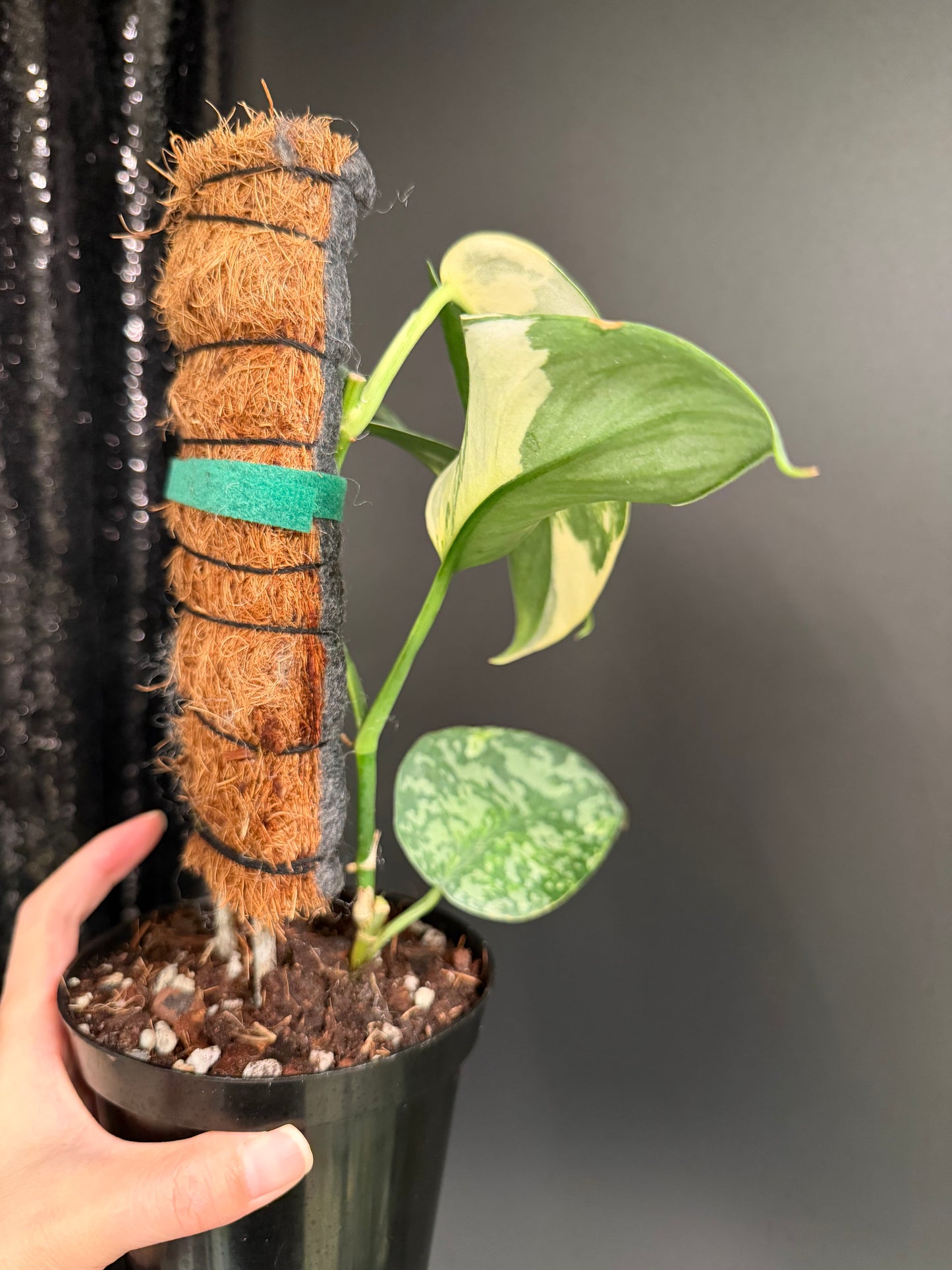 Scindapsus 'Lakambini' (with pole)