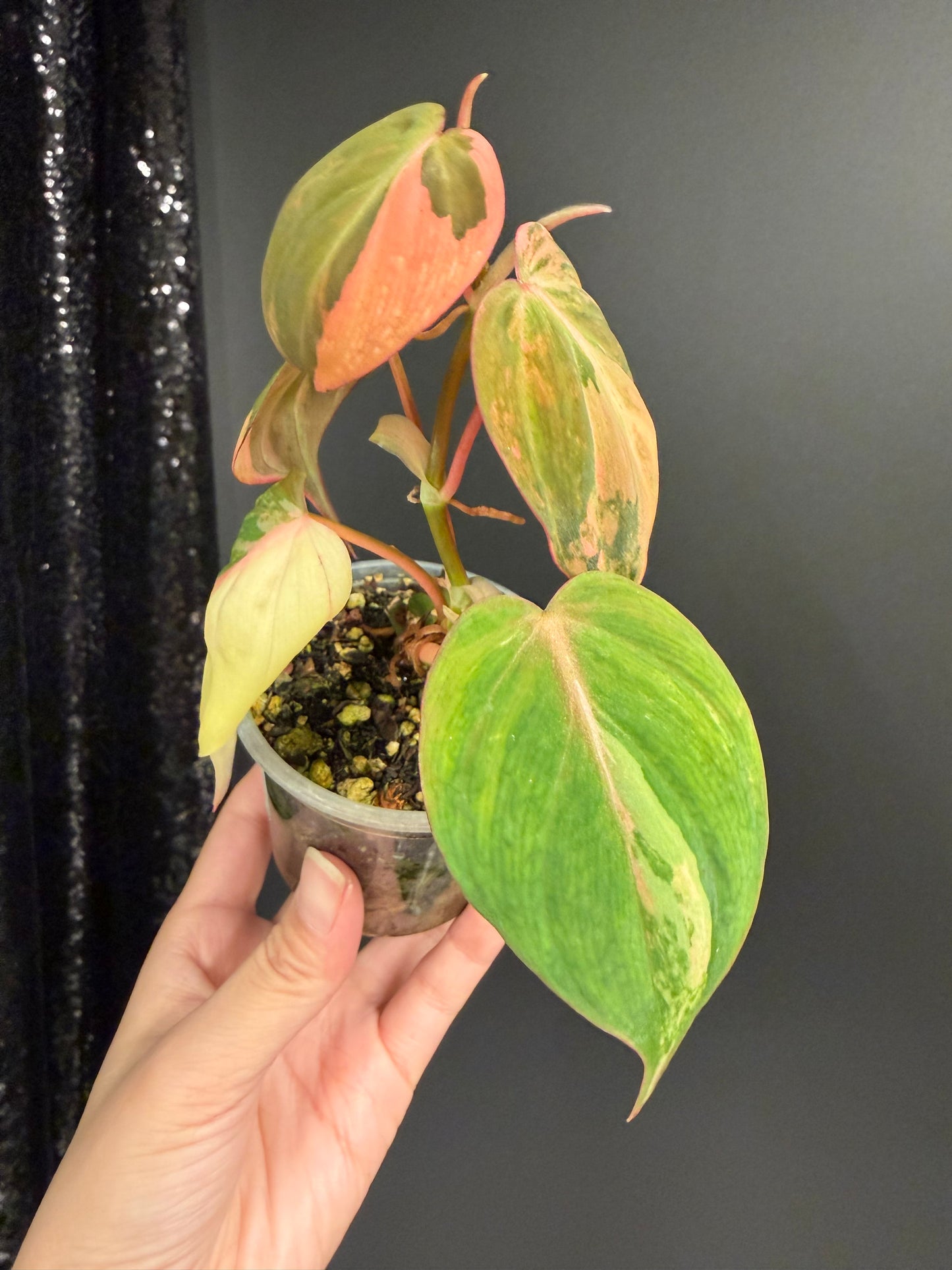 Tricolor Micans Variegated