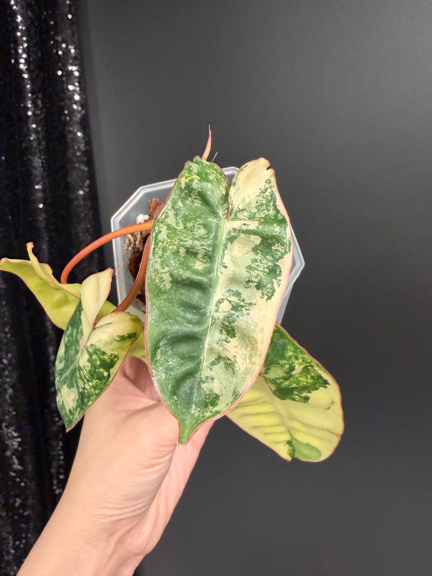 Philodendron Billietiae Variegated in 2.6" Pot