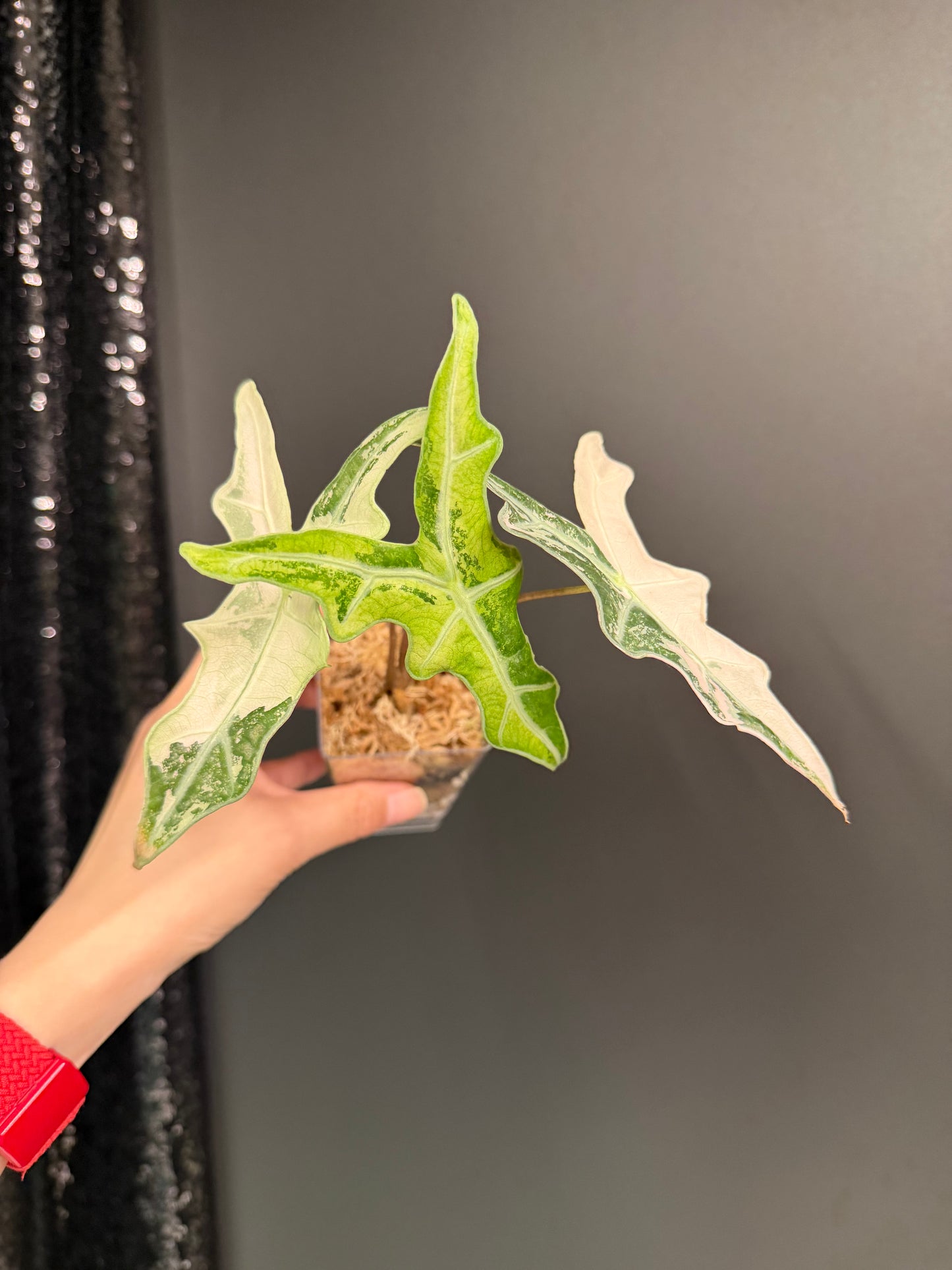 Alocasia Nobilis Pink Variegated