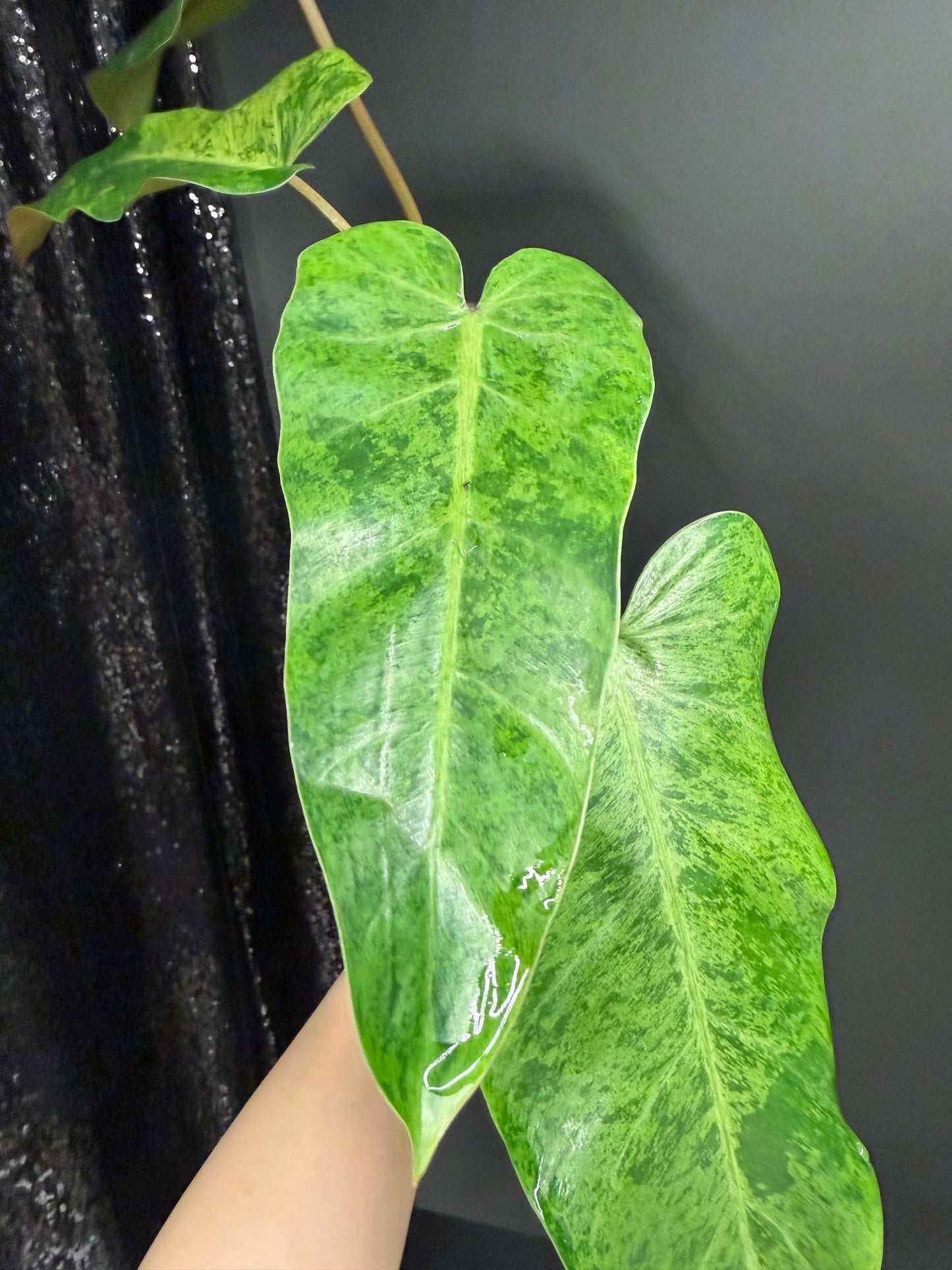 Philodendron Whipple Way Mint Variegated