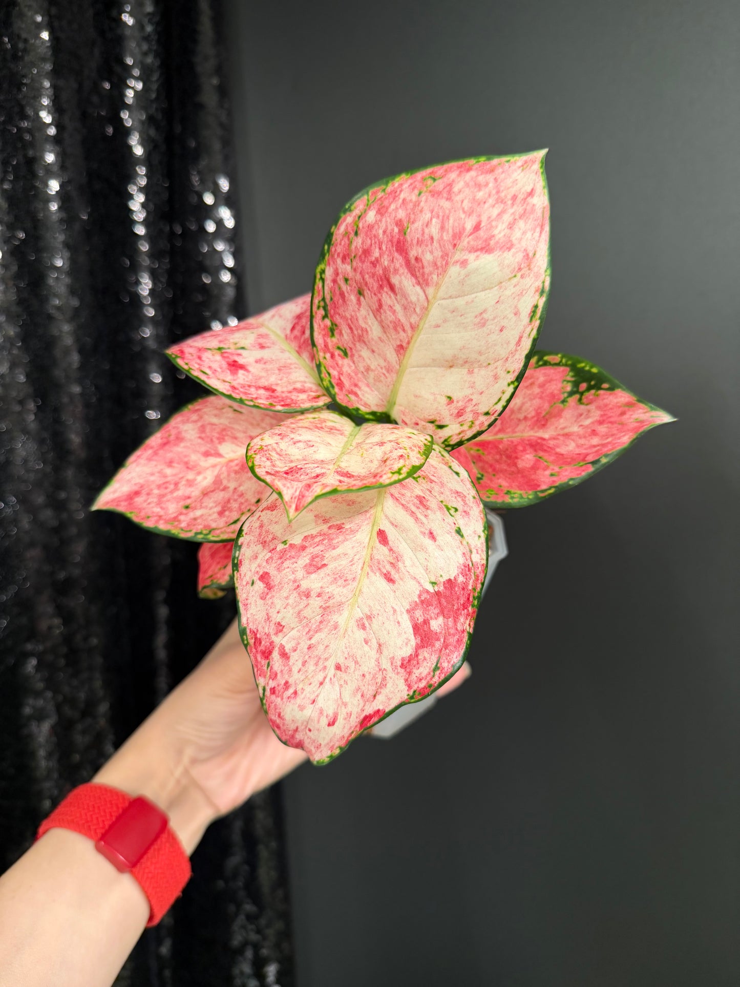 Aglaonema Zolina, super rare
