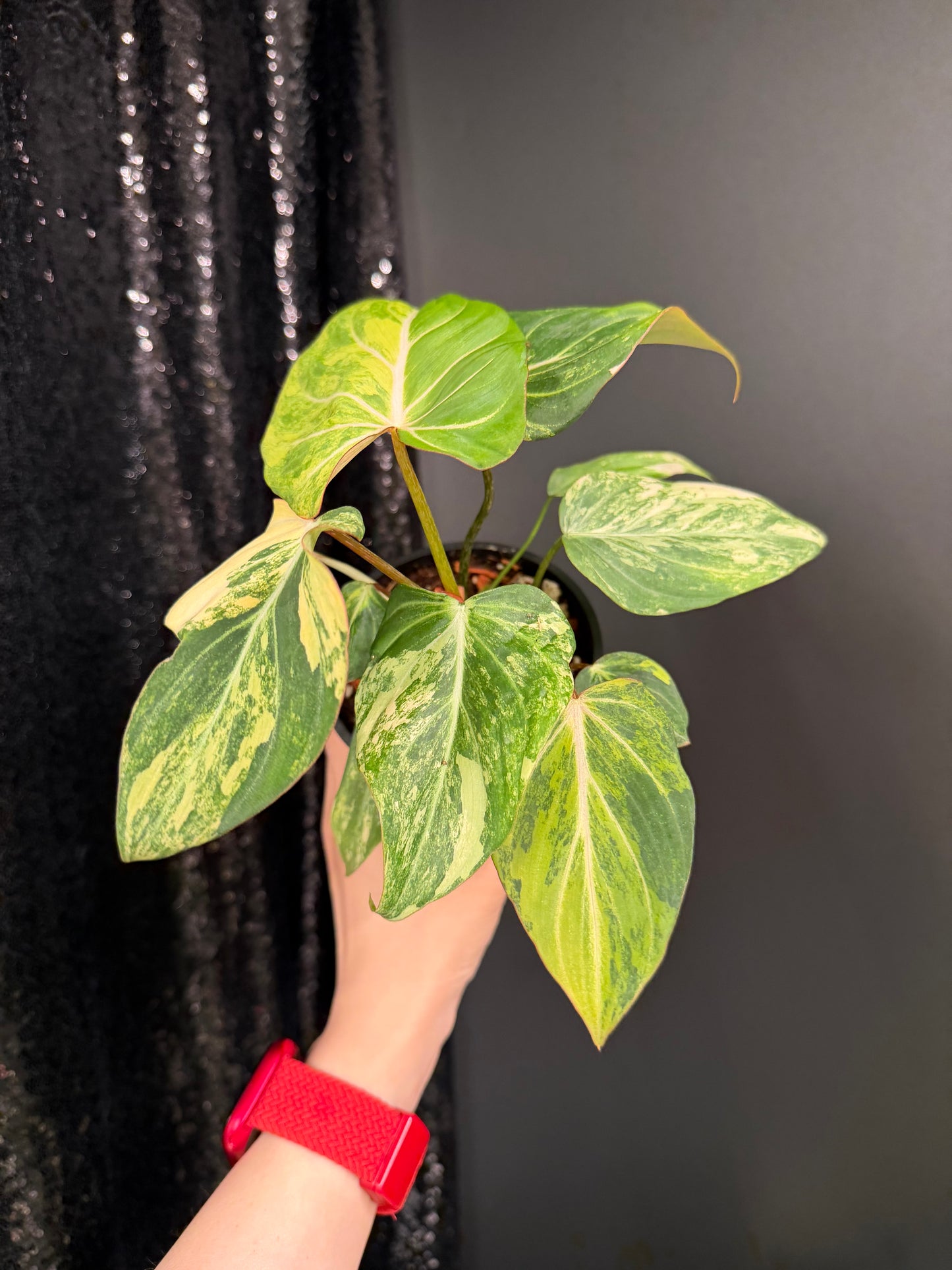Philodendron Gloriosum Variegated (Short, 4" Pot Starter Plant)