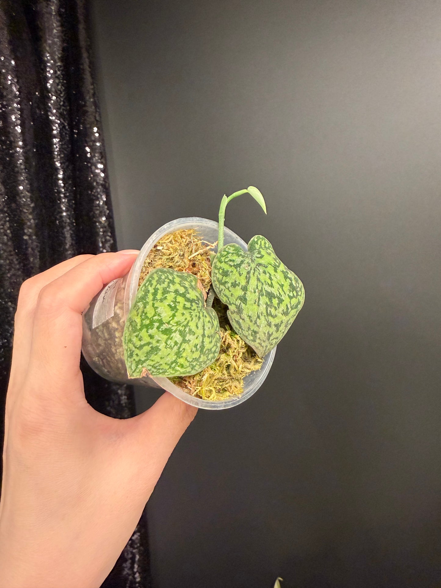 Scindapsus Tricolor Dark Form