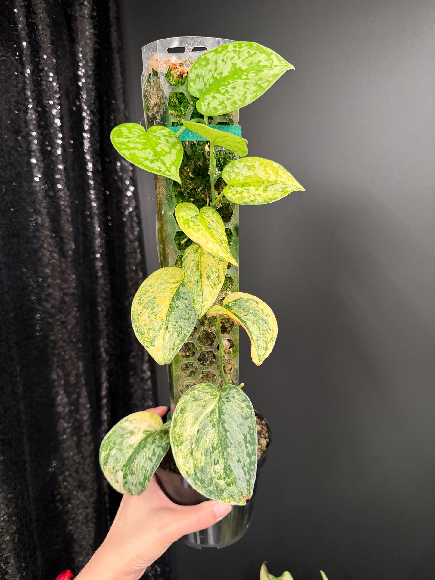 Scindapsus Geulis (with pole), High Variegated