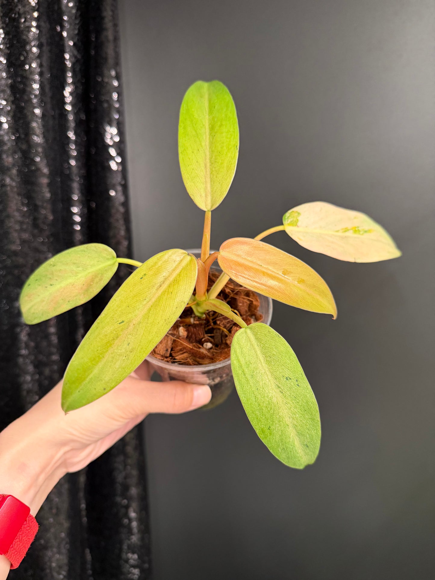 Philodendron Whipple Way Variegated