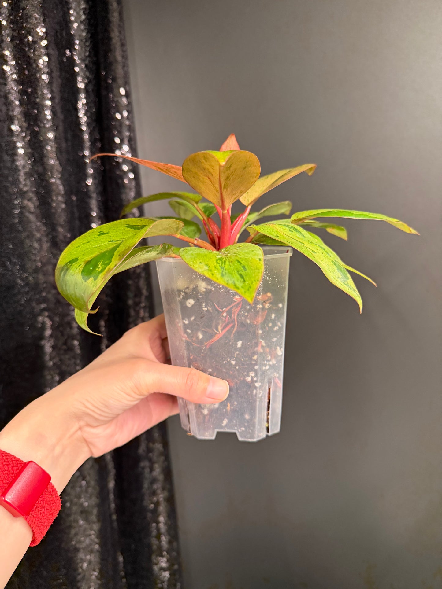 Philodendron Congo Dwarf Variegated