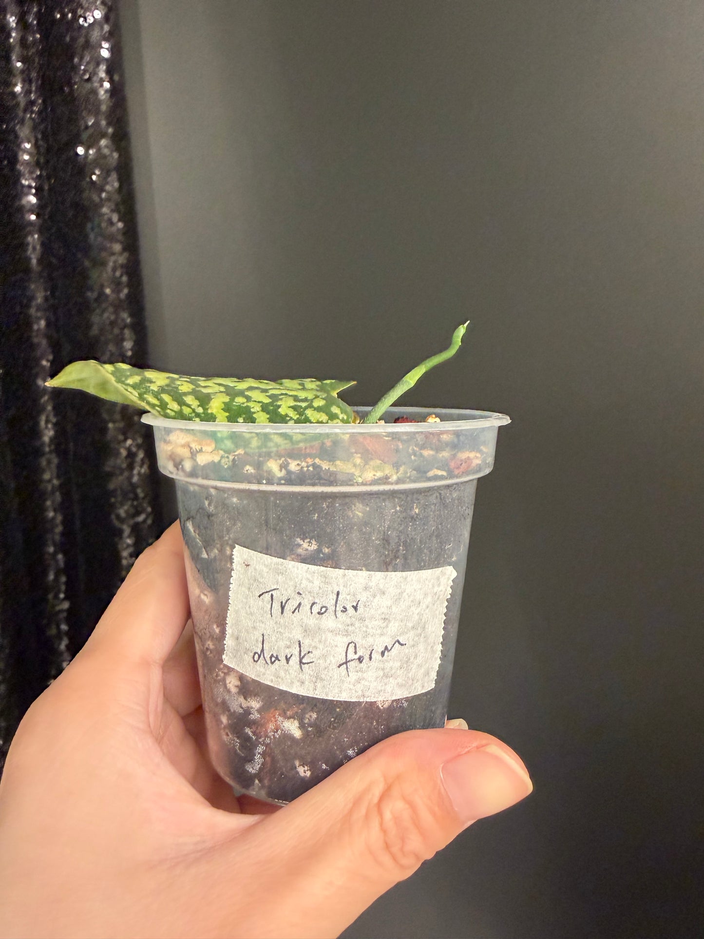 Scindapsus Tricolor Dark Form, Exact Plant