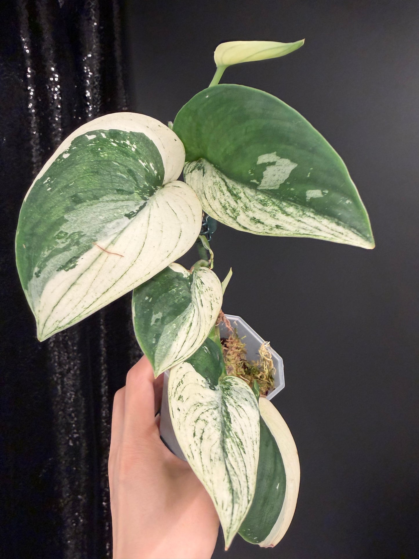 Scindapsus Bunaken Variegated, Exact Plant