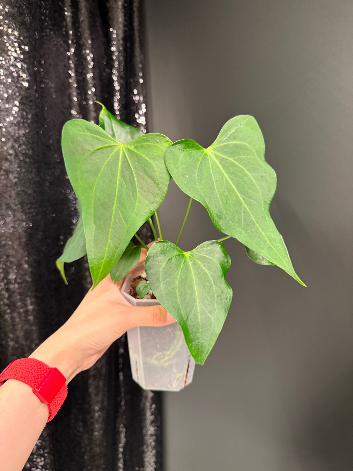 Anthurium Delta Force