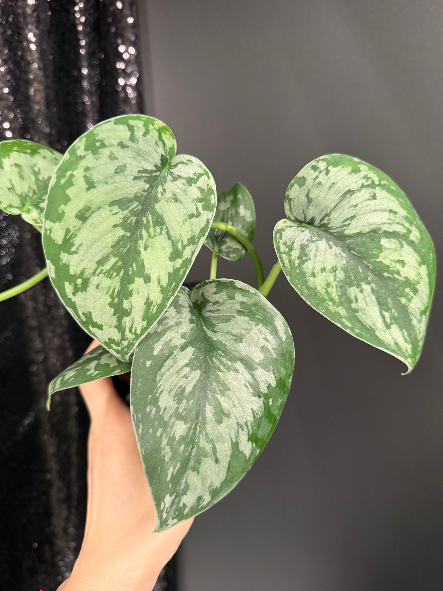 Scindapsus Army, Large Dark Green Leaf, Trailing Plant