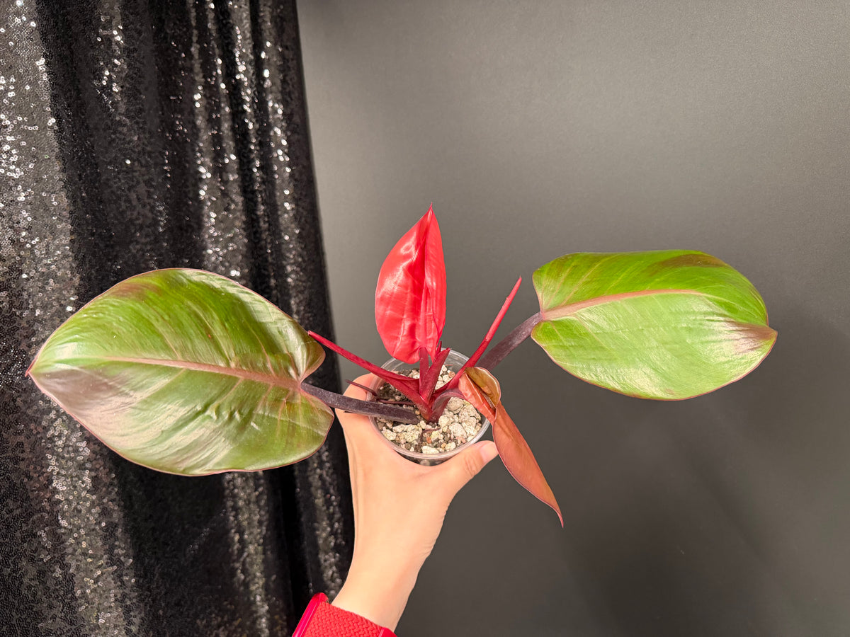 Philodendron Red Moon