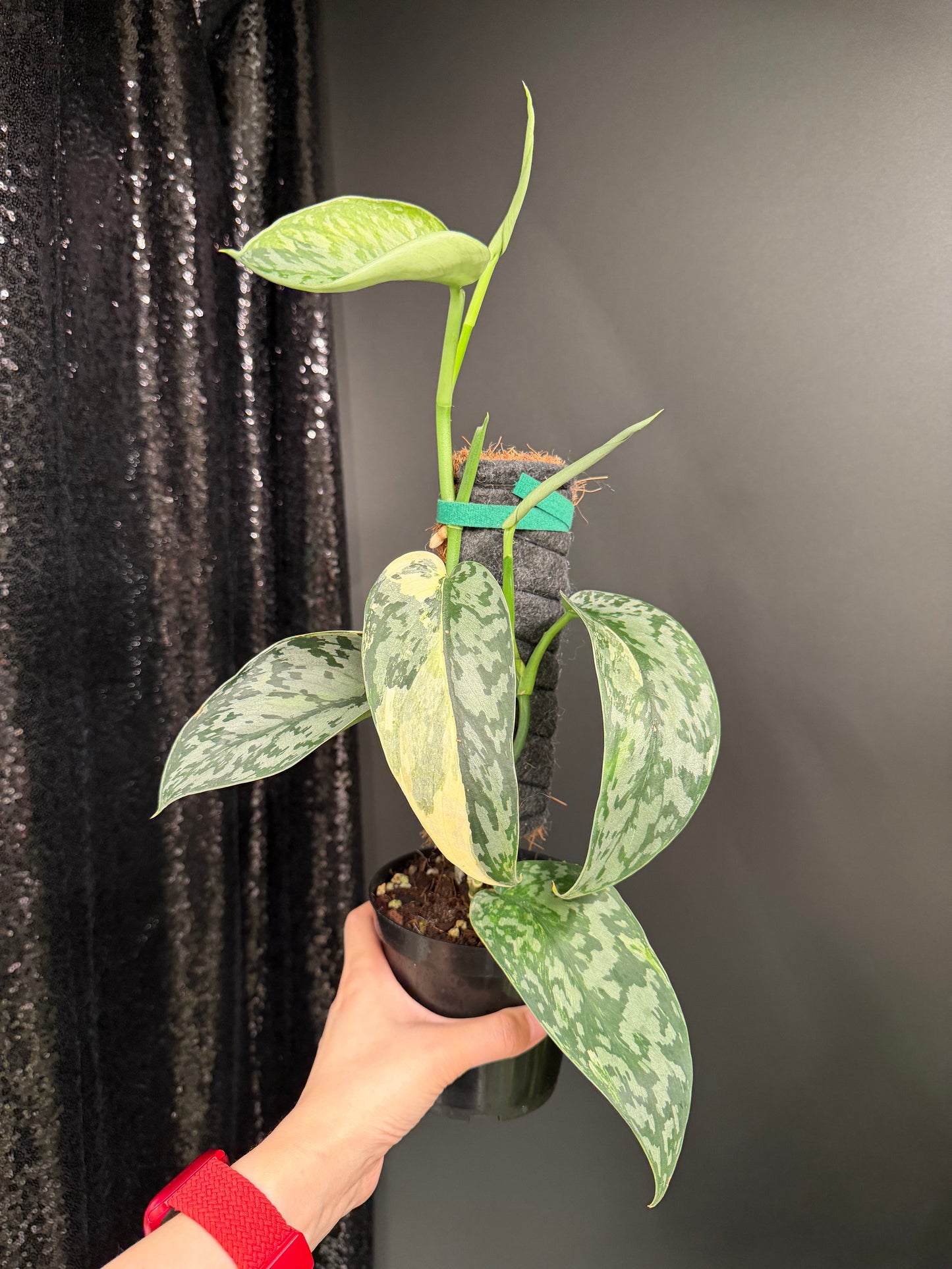 Scindapsus 'Lakambini' (with pole), Two Stems, Large Leaves