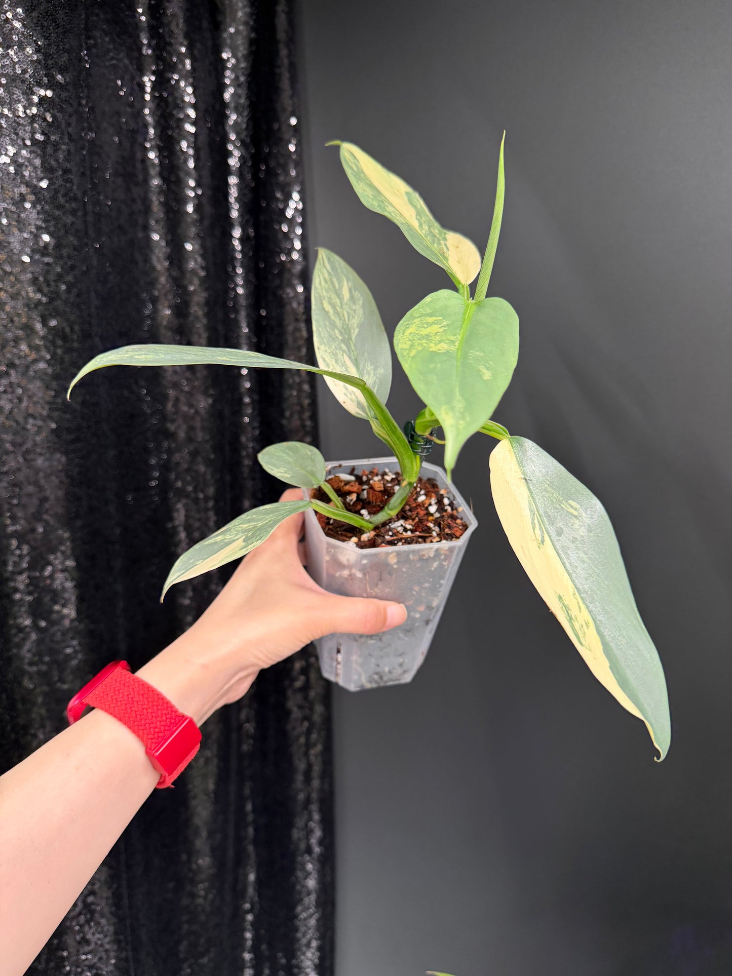 Philodendron Silver Sword Variegated