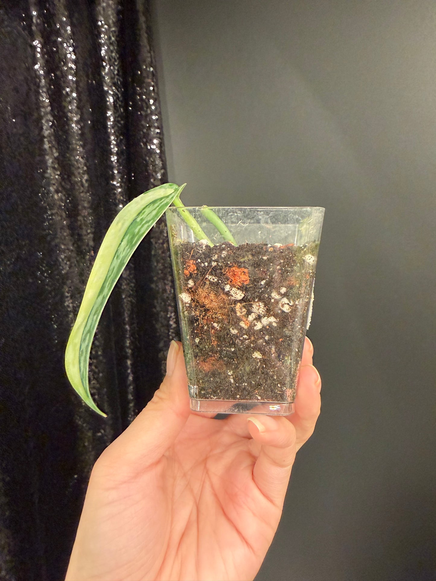 Scindapsus Lakambini Variegated, with New Growth