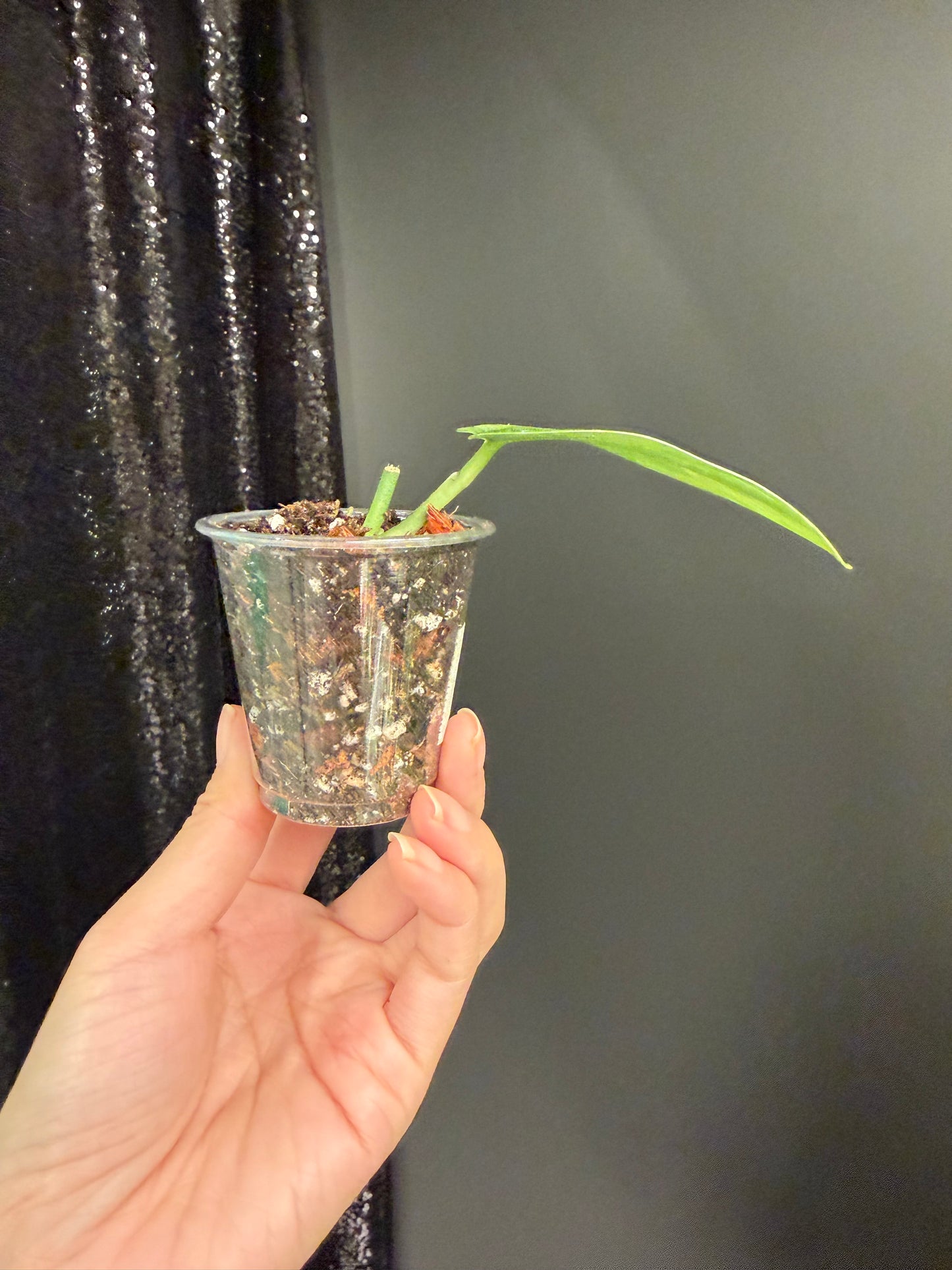 Scindapsus Matcha Variegated, Rooted with New Growth