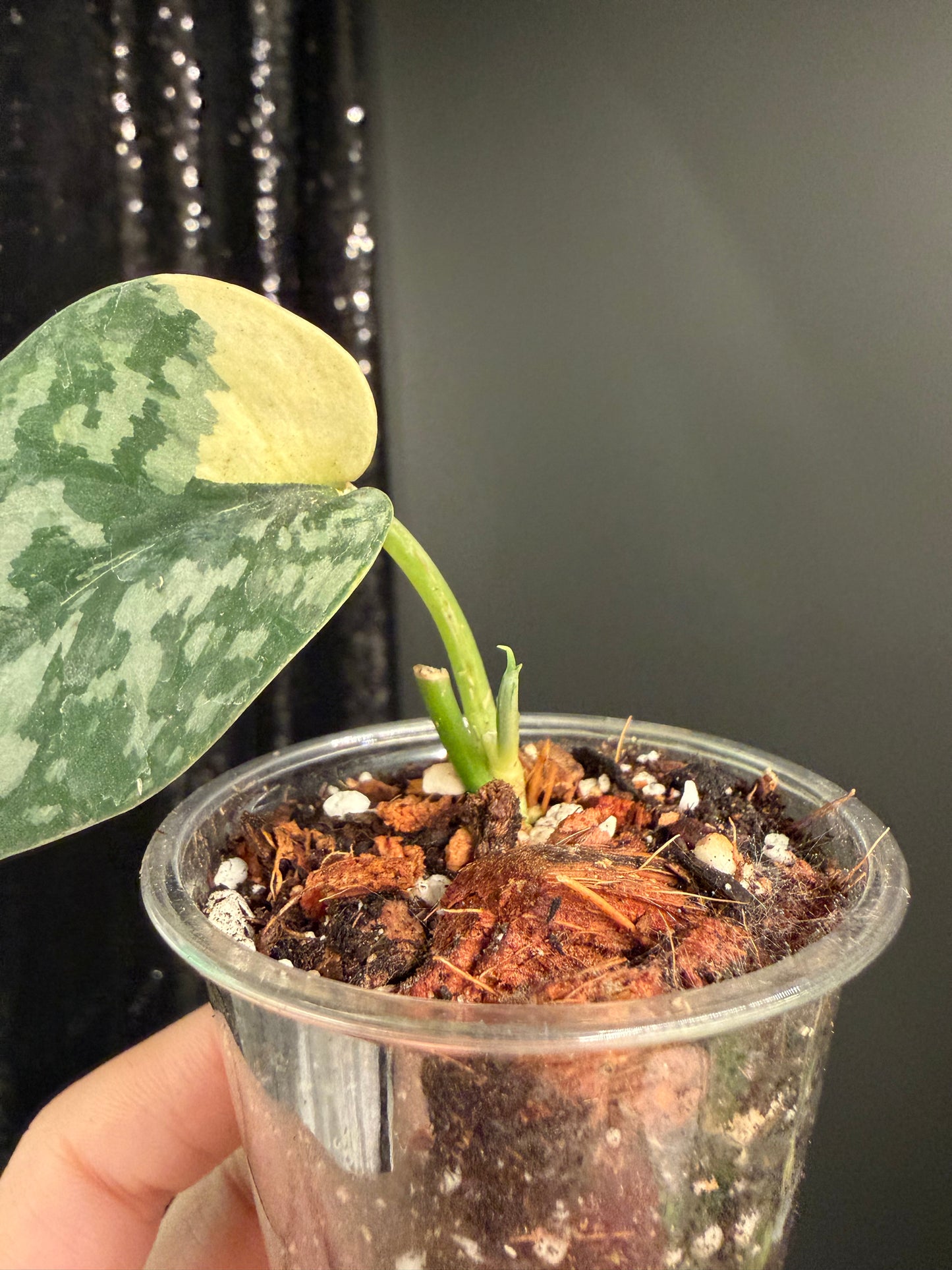 Scindapsus Maharlika Variegated, Exact Rooted Cutting with New Growt