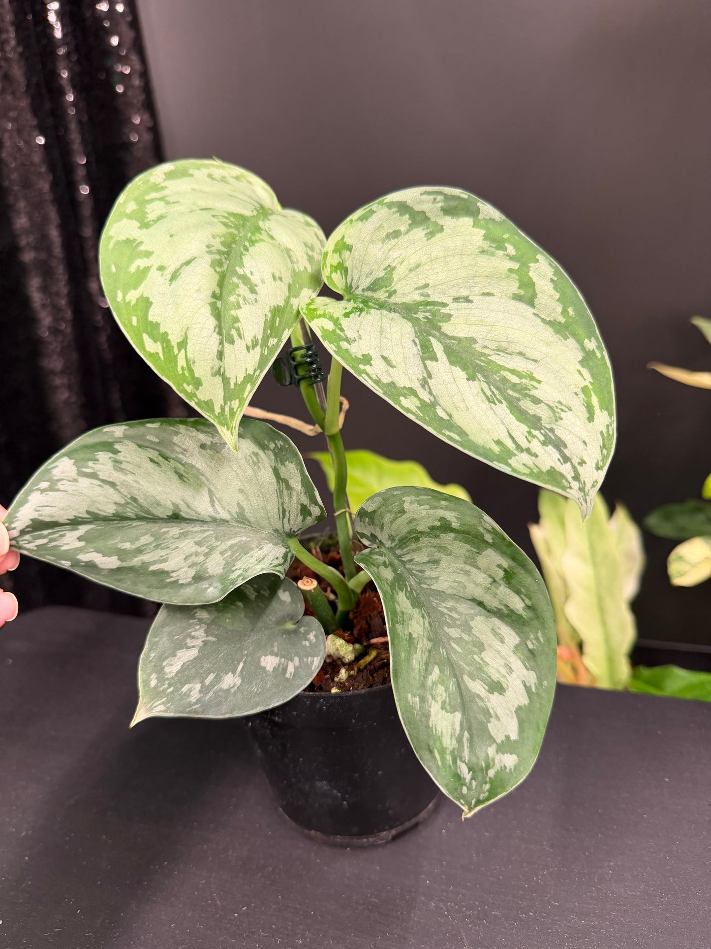 Scindapsus Army, Large Dark Green Leaf