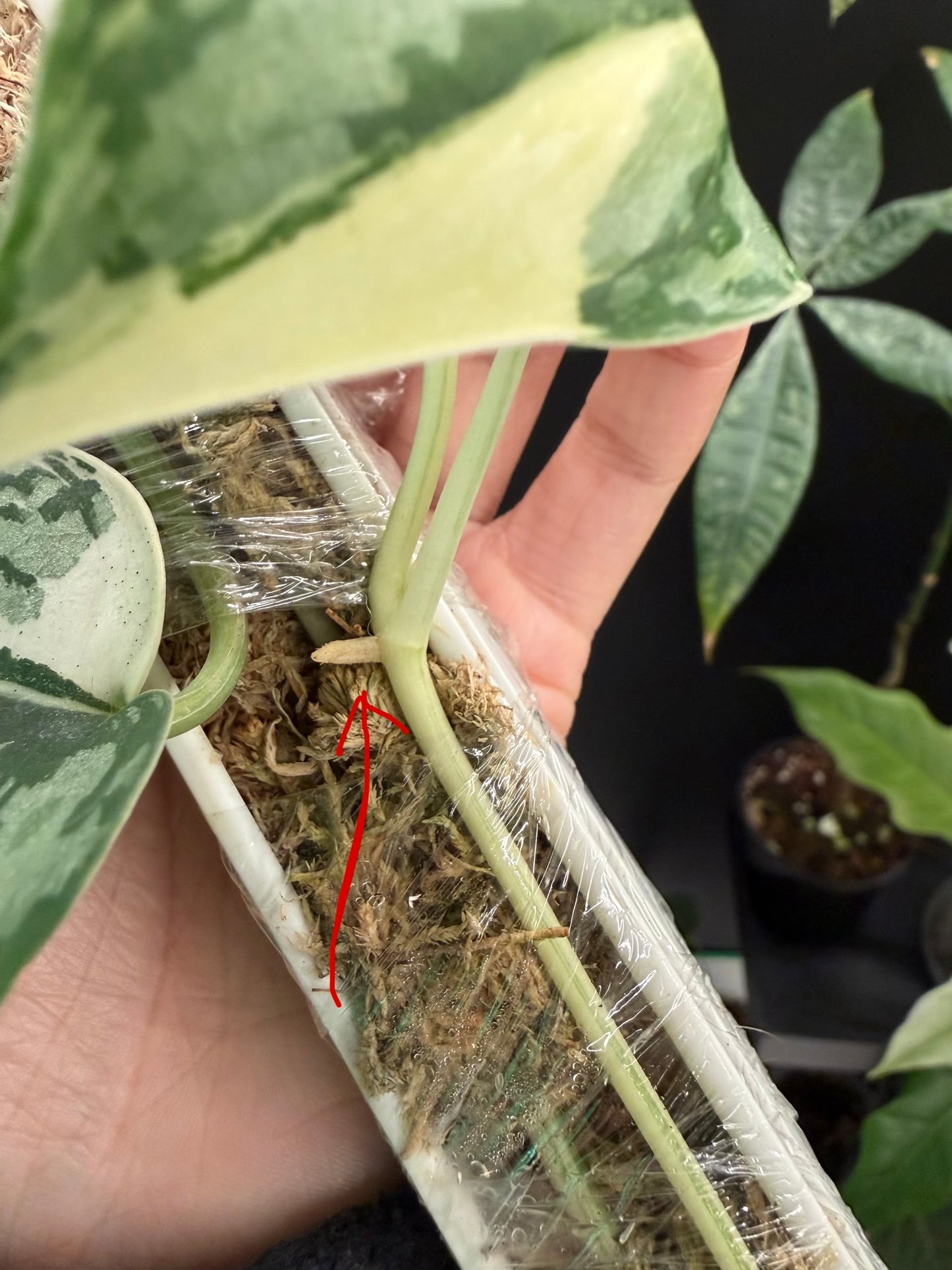 Scindapsus Mariposa Cutting