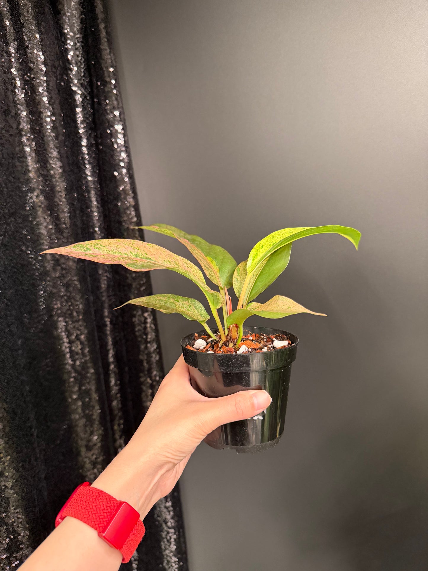 Anthurium Renaissance Variegated