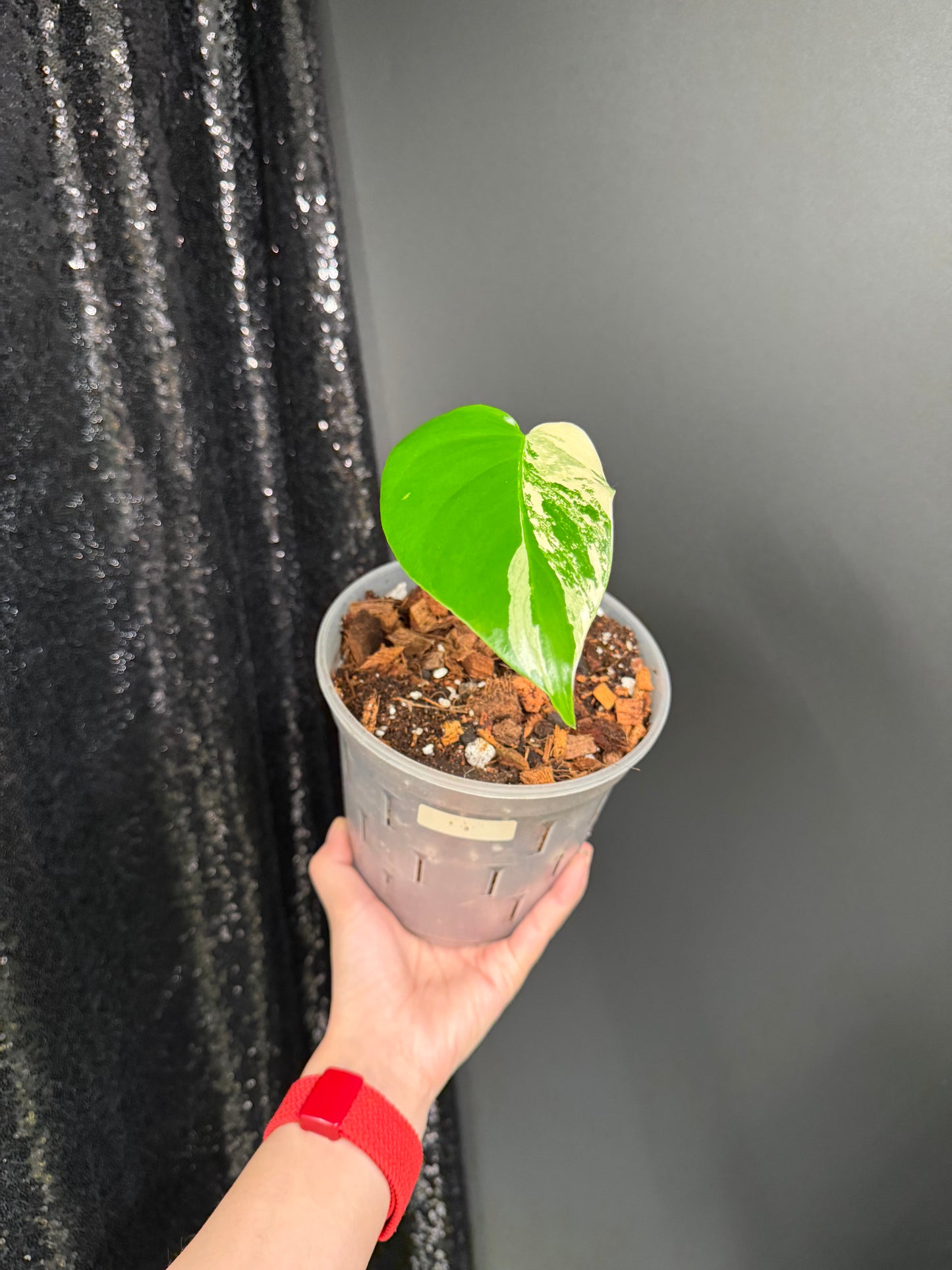 Monstera Albo Variegated Starter Plant, Strong Roots