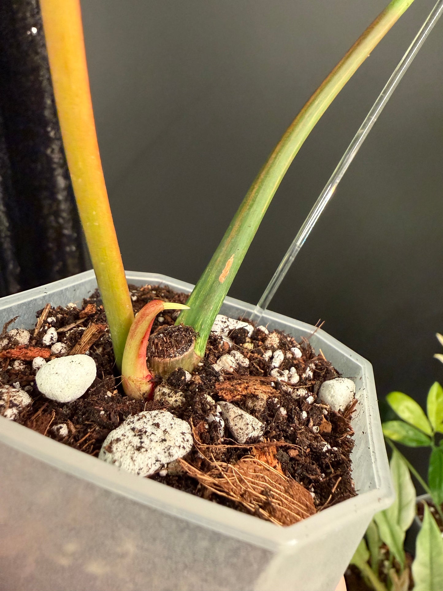 Philodendron Joepii Variegated, Rooted with New Growth