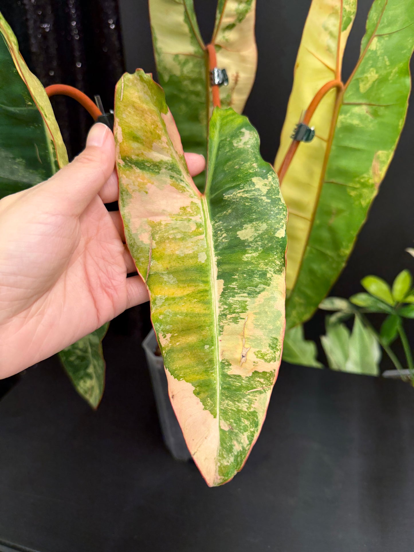 Philodendron Billietiae Variegated, Exact Plant