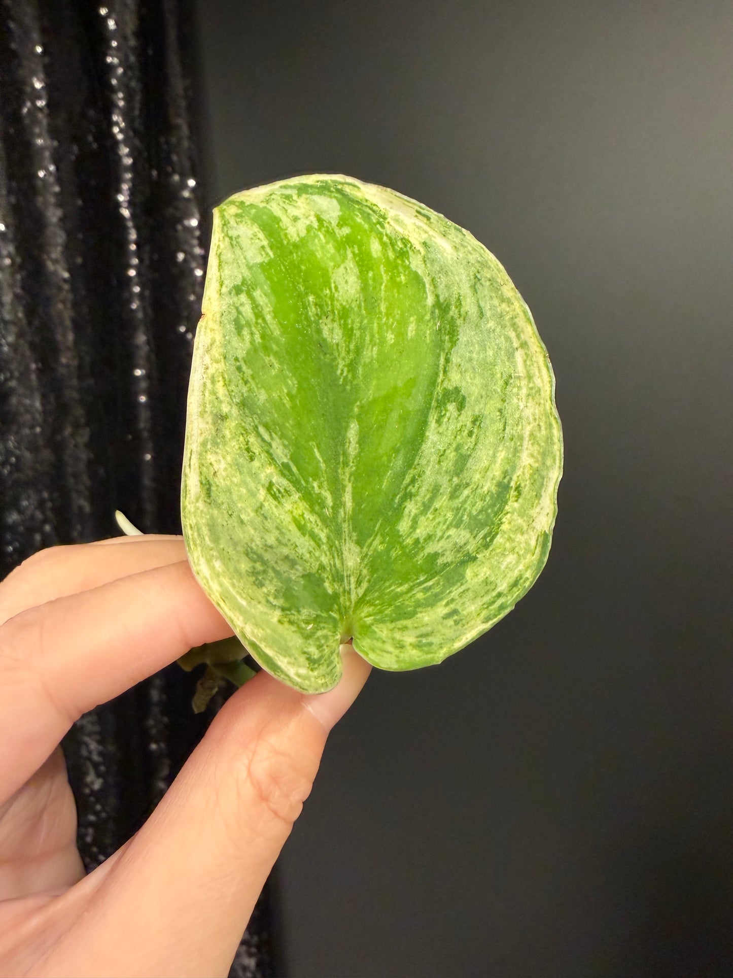 Scindapsus Silver Knight Variegated Cutting