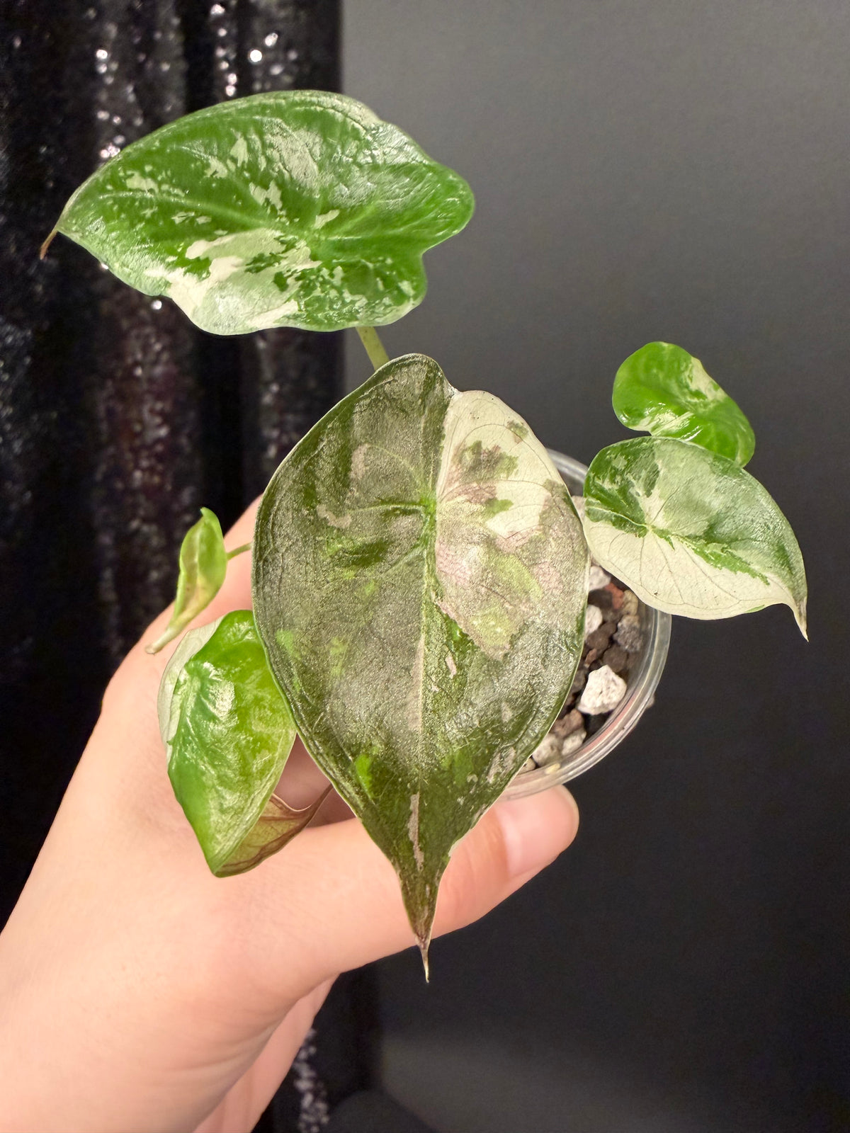 Alocasia Wentii Pink Variegated